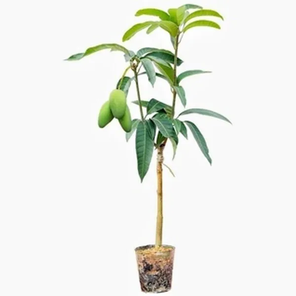 Bari_4_Hybrid_Mango_Fruit_Plant_&_Tree