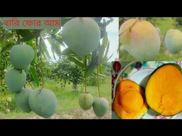 Bangladesh_Hybrid_Varity_Bari_4_Mango_Plant_&_Tree_Grafted_|_Weight_Of_Its_Each_Fruit_700-800_G_||_Plant_Size_1.5-2.5_Ft_One_Healthy_Plant_In_A...