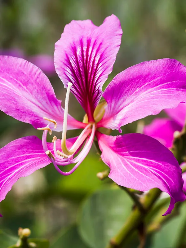 Grafting__Bauhinia_Purpurea__Violet_1.5-3.5_Ft__Flower_Plant
