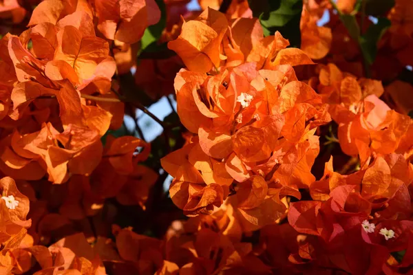 Beautiful_Orange_Bougainvillea_|_Paper_Flower_Plant_&_Tree_(1.5-3.5_Ft_Hight)_For_Shrub|Bush|Home_Decoration|Gardening_Hybrid