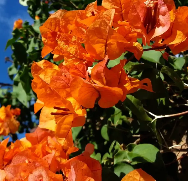 Beautiful_Orange_Bougainvillea_|_Paper_Flower_Plant_&_Tree_(1.5-3.5_Ft_Hight)_For_Shrub|Bush|Home_Decoration|Gardening_Hybrid