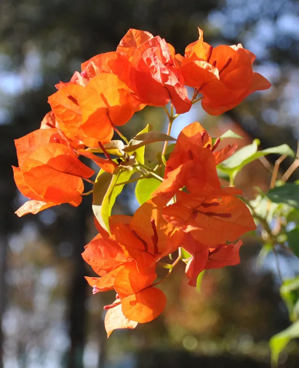 Beautiful_Orange_Bougainvillea_|_Paper_Flower_Plant_&_Tree_(1.5-3.5_Ft_Hight)_For_Shrub|Bush|Home_Decoration|Gardening_Hybrid