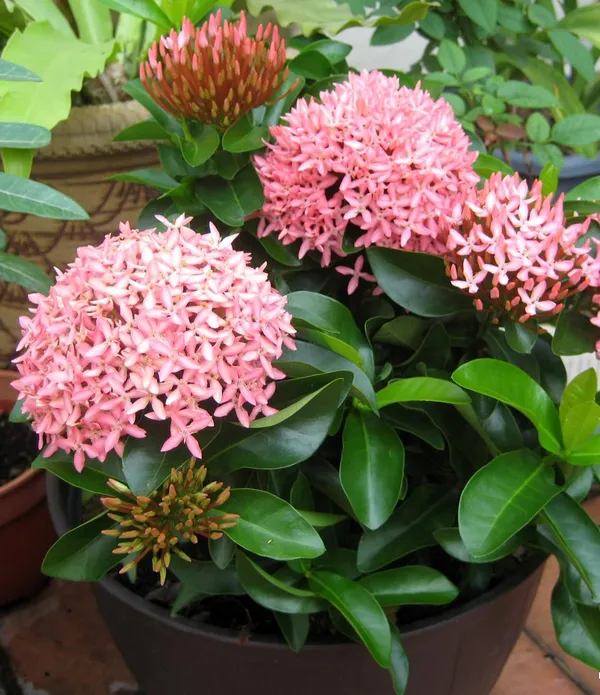 Beautiful_Pink_Ixora_Flower_Plant_&_Tree_For_Sweet_Home_Decoration|Bush|Gardening_Hybrid