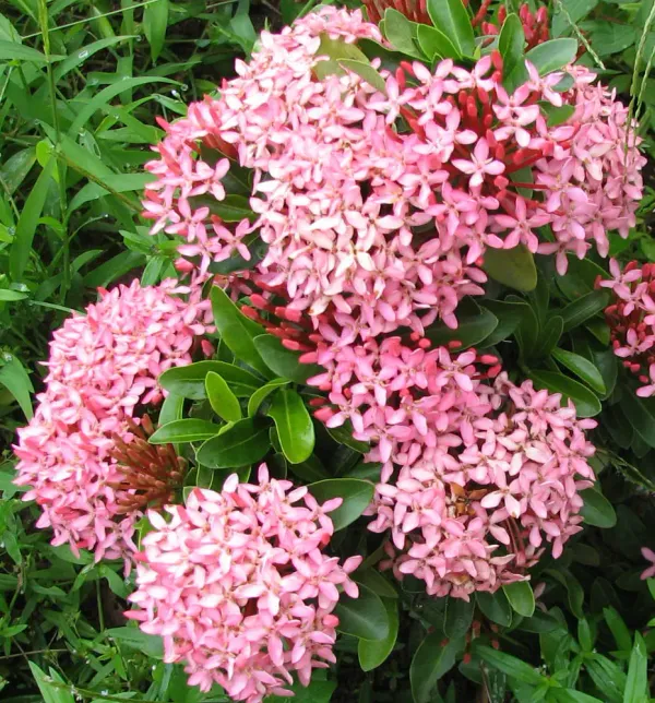 Beautiful_Pink_Ixora_Flower_Plant_&_Tree_For_Sweet_Home_Decoration|Bush|Gardening_Hybrid