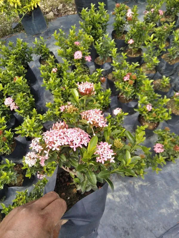 Beautiful_Pink_Ixora_Flower_Plant_&_Tree_For_Sweet_Home_Decoration|Bush|Gardening_Hybrid