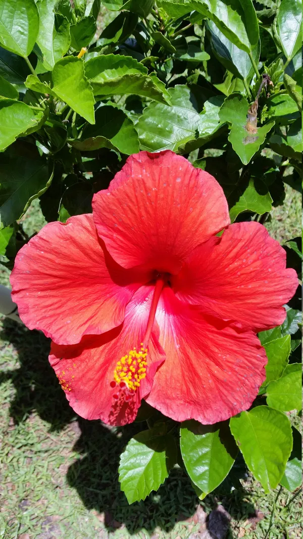Beautiful_Red_Hibiscus_Flowering_Plant_&_Tree_For_Home_Gardening_(1.5-3.5_Ft_Hight)