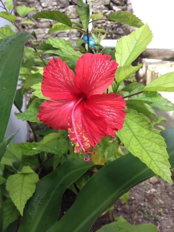 Beautiful_Red_Hibiscus_Flowering_Plant_&_Tree_For_Home_Gardening_(1.5-3.5_Ft_Hight)