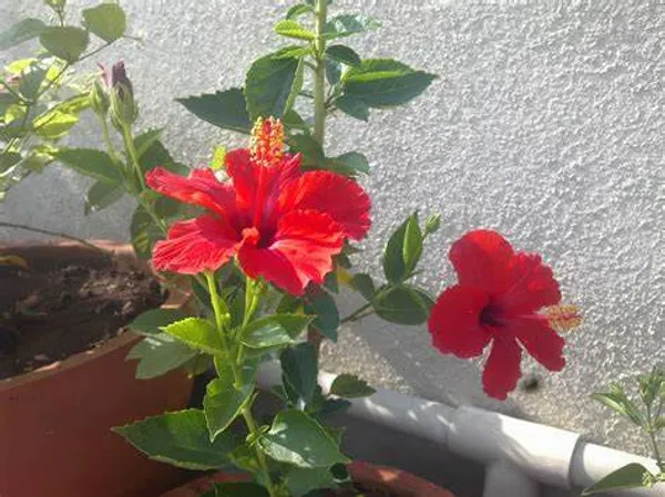 Beautiful_Red_Hibiscus_Flowering_Plant_&_Tree_For_Home_Gardening_(1.5-3.5_Ft_Hight)