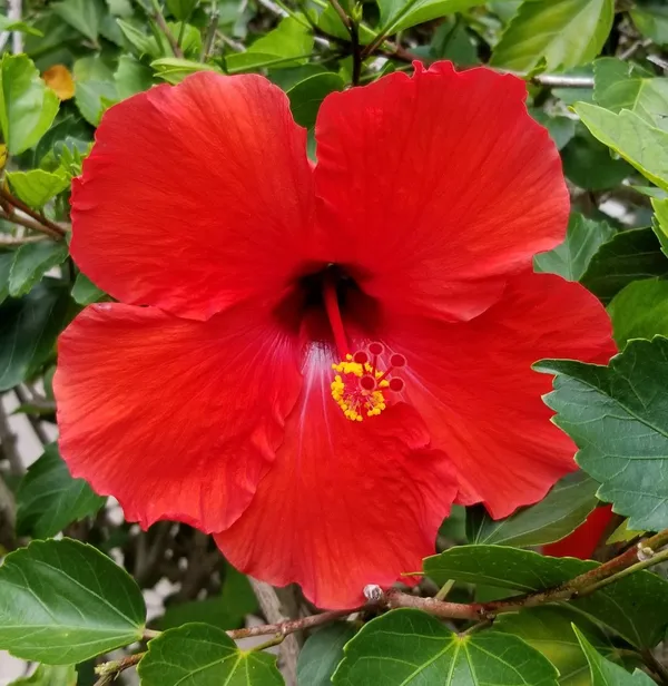 Beautiful_Red_Hibiscus_Flowering_Plant_&_Tree_For_Home_Gardening_(1.5-3.5_Ft_Hight)