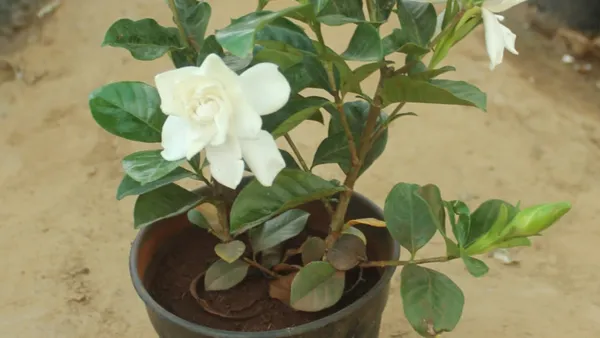 Beautiful_White_Jasmine_Flowering_Plant_&_Tree_(1.5-2_Ft_Size)_For_Home_Garden_Hybrid