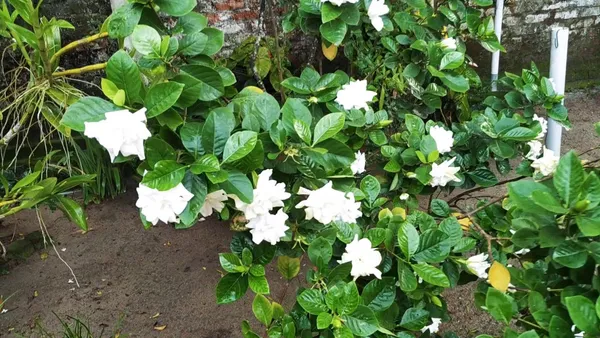 Beautiful_White_Jasmine_Flowering_Plant_&_Tree_(1.5-2_Ft_Size)_For_Home_Garden_Hybrid