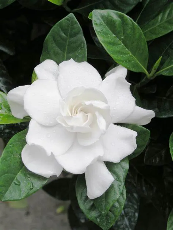 Beautiful_White_Jasmine_Flowering_Plant_&_Tree_(1.5-2_Ft_Size)_For_Home_Garden_Hybrid