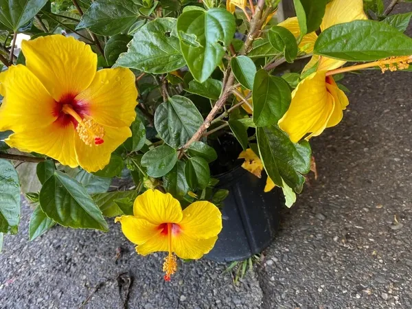 Beautiful_Yellow_Hibiscus_Flowering_Plant_&_Tree_For_Home_Garden_(Grafted)