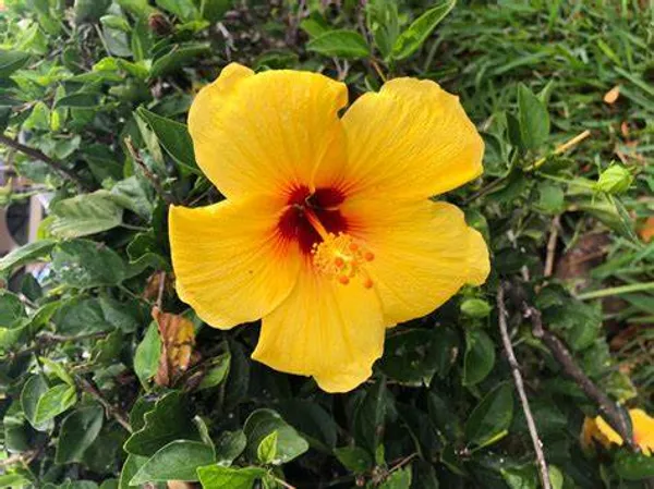Beautiful_Yellow_Hibiscus_Flowering_Plant_&_Tree_For_Home_Garden_(Grafted)