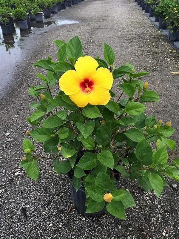 Beautiful_Yellow_Hibiscus_Flowering_Plant_&_Tree_For_Home_Garden_(Grafted)