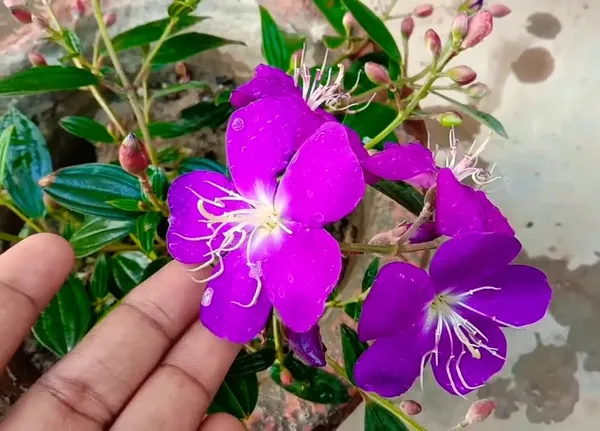 Tibouchina_Flower_Plant