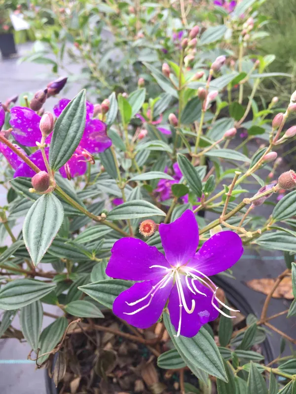 Tibouchina_Flower_Plant