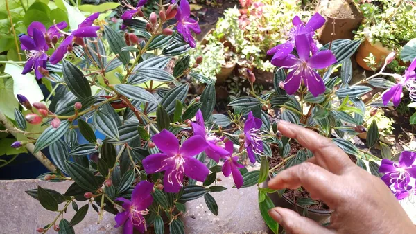 Begum_Bahar_(Violet)_Flowering_Plant_(1.5-3.5_Ft_Hight)_For_Home_Gardening_Hybrid