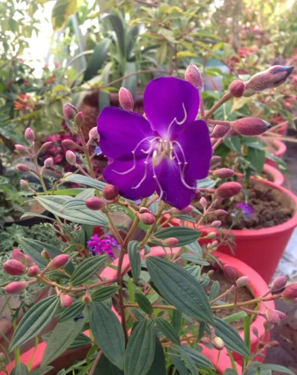 Begum_Bahar_(Violet)_Flowering_Plant_(1.5-3.5_Ft_Hight)_For_Home_Gardening_Hybrid