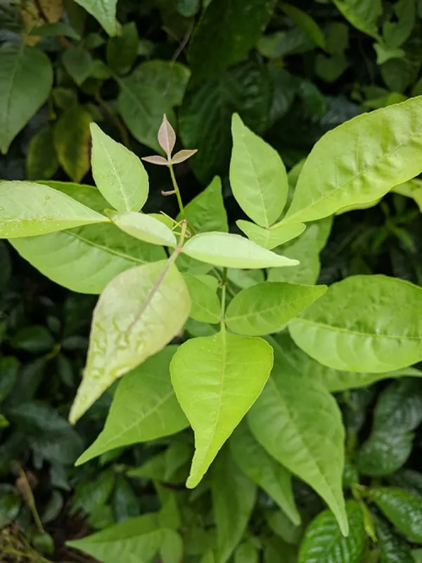 Bel_Pata_Outdoor_Plant_For_Home_And_Garden
