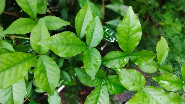 Bel_Pata_Outdoor_Plant_For_Home_And_Garden