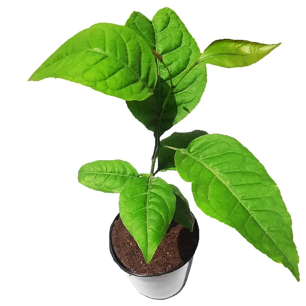 Bel_Pata_Outdoor_Plant_For_Home_And_Garden