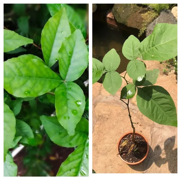Bel_Pata_Outdoor_Plant_For_Home_And_Garden