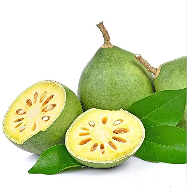 Bel_Tree,_Bilva_Patra,_Bel_Patra_Air_Layered_Plant_Produce_Big_Size_Fruit_Within_1_Year