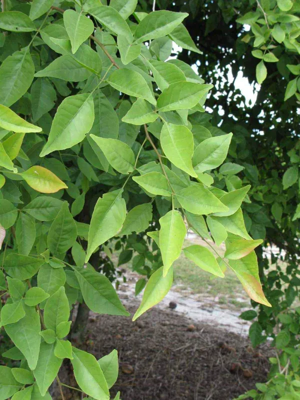 Bel_Tree,_Bilva_Patra,_Bel_Patra_Air_Layered_Plant_Produce_Big_Size_Fruit_Within_1_Year