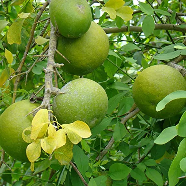 Bel_Tree,_Bilva_Patra,_Bel_Patra_Air_Layered_Plant_Produce_Big_Size_Fruit_Within_1_Year