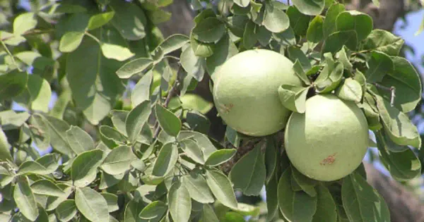 Thai_All_Time_Bel_Pattra_|_Bel_Fruit_Plant