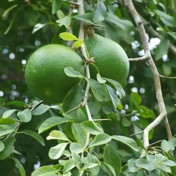 Thai_All_Time_Bel_Pattra_|_Bel_Fruit_Plant