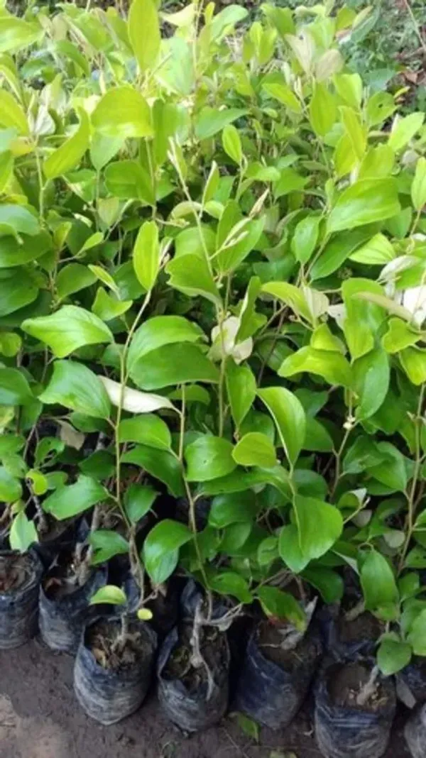 Ber_Apple|Kul_Hybrid_Fruit_Plant_&_Tree_For_Home_Gardening_(1.5-3.5_Ft_Hight)