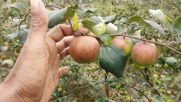 Ber_Apple|Kul_Hybrid_Fruit_Plant_&_Tree_For_Home_Gardening_(1.5-3.5_Ft_Hight)