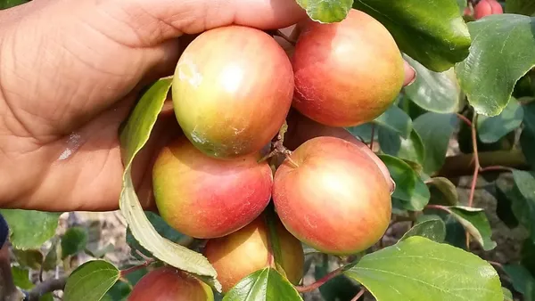 Ber_Apple|Kul_Hybrid_Fruit_Plant_&_Tree_For_Home_Gardening_(1.5-3.5_Ft_Hight)