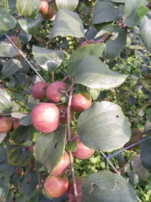Ber_Apple|Kul_Hybrid_Fruit_Plant_&_Tree_For_Home_Gardening_(1.5-3.5_Ft_Hight)