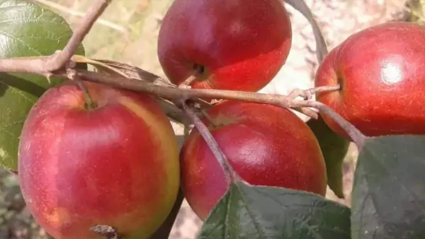 Kashmiri_Ber_Apple_(Grafted_Fruit_Plant_&_Tree)_(1.5-3.5_Ft_Hight)_For_Sweet_Home_Garden_Hybrid