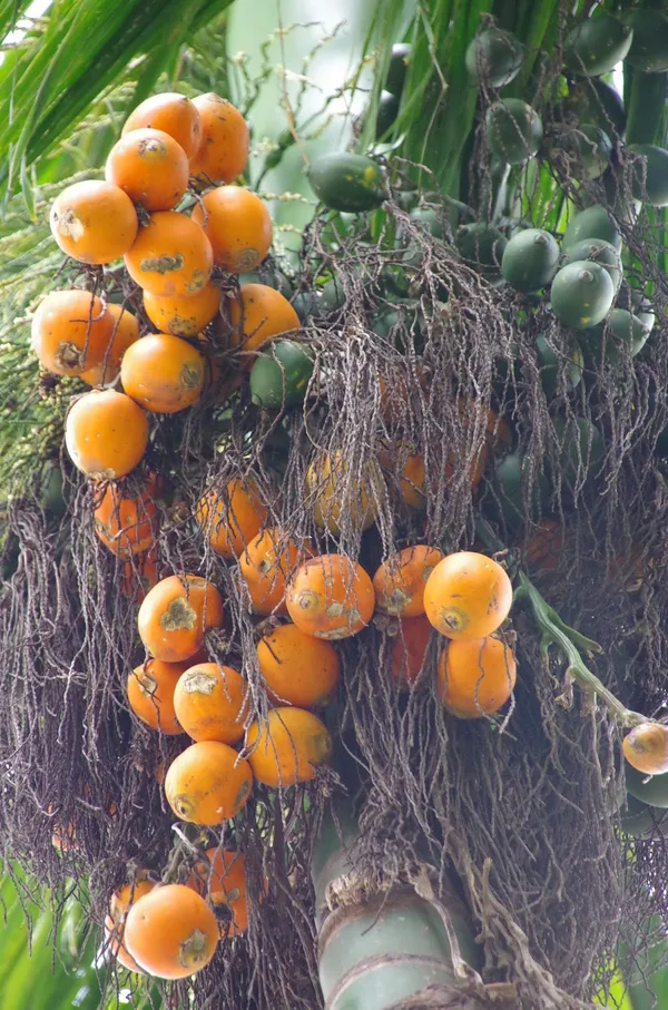 Betel_Nut|Supari__Fruit_Plant_&_Tree_(1.5-3.5_Ft_Hight)_For_Home_Gardening_Hybrid_Supari_Plant