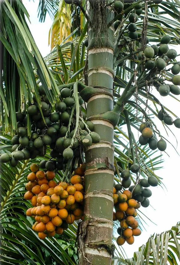 Betel_Nut|Supari__Fruit_Plant_&_Tree_(1.5-3.5_Ft_Hight)_For_Home_Gardening_Hybrid_Supari_Plant