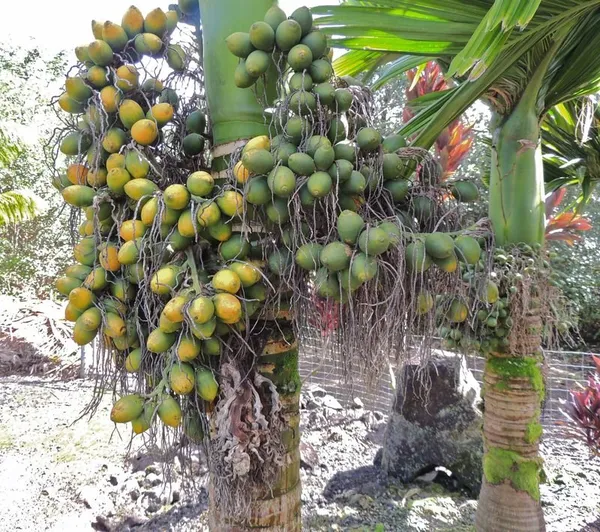 Betel_Nut|Supari__Fruit_Plant_&_Tree_(1.5-3.5_Ft_Hight)_For_Home_Gardening_Hybrid_Supari_Plant
