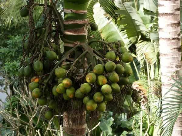 Betel_Nut|Supari__Fruit_Plant_&_Tree_(1.5-3.5_Ft_Hight)_For_Home_Gardening_Hybrid_Supari_Plant
