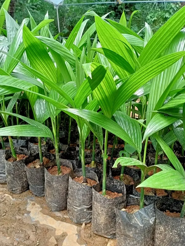 Betel_Nut|Supari__Fruit_Plant_&_Tree_(1.5-3.5_Ft_Hight)_For_Home_Gardening_Hybrid_Supari_Plant