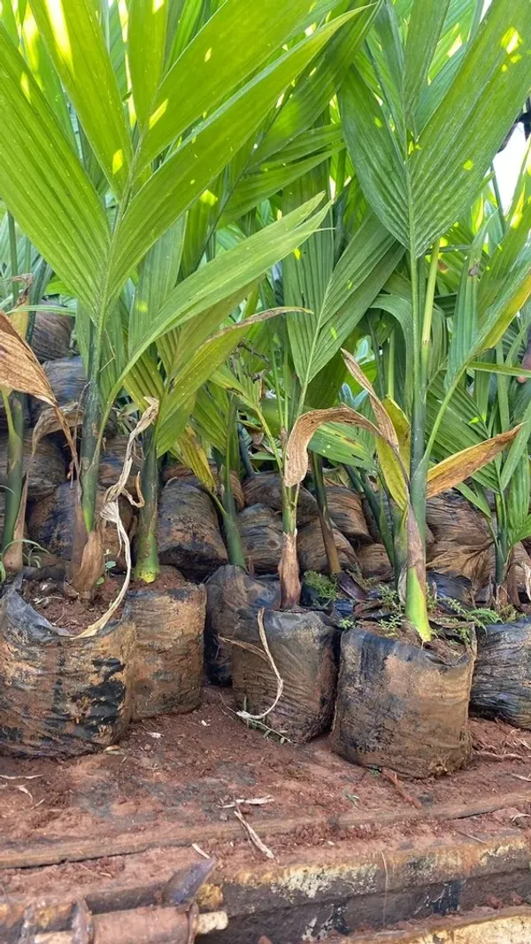 Betel_Nut|Supari__Fruit_Plant_&_Tree_(1.5-3.5_Ft_Hight)_For_Home_Gardening_Hybrid_Supari_Plant