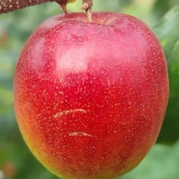 Bharat_Sundari_|_Miss_India_Ber_Apple_Plant_Grafted__}