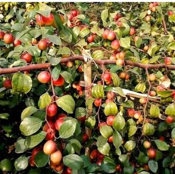 Bharat_Sundari_|_Miss_India_Ber_Apple_Plant_Grafted__}