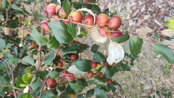 Bharat_Sundari_|_Miss_India_Ber_Apple_Plant_Grafted__}