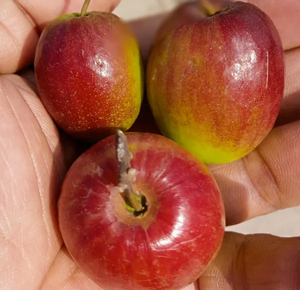 Bharat_Sundari_|_Miss_India_Ber_Apple_Plant_Grafted__}
