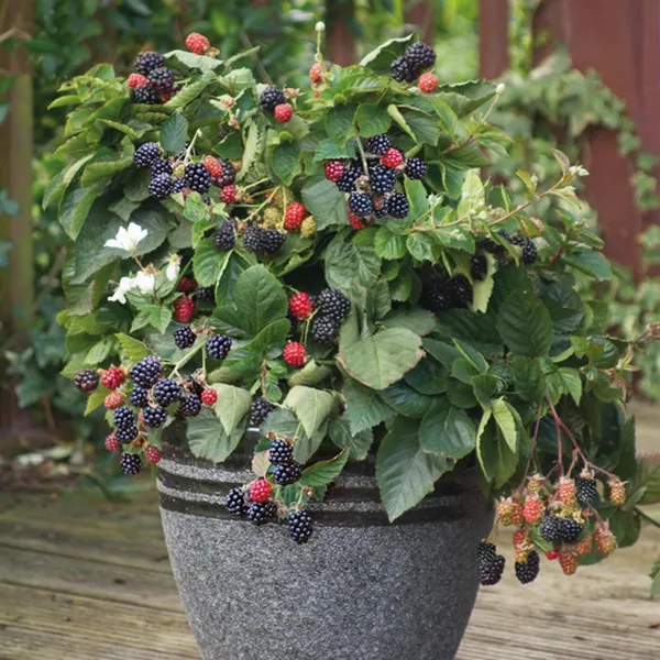 Hybrid_Black_Berry_Healthy_Fruit_Plant_For_Home_Gardening