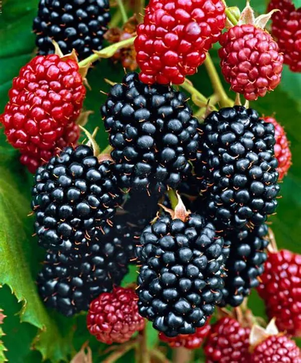 Hybrid_Black_Berry_Healthy_Fruit_Plant_For_Home_Gardening