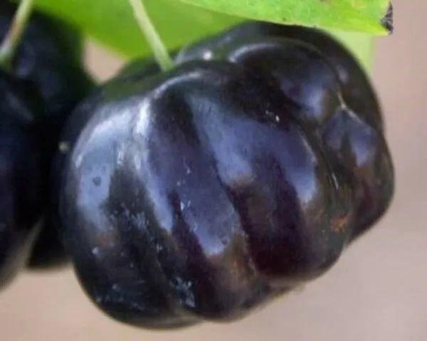 Brazilian_Hybrid_Black_Cherry_Fruit_Plant